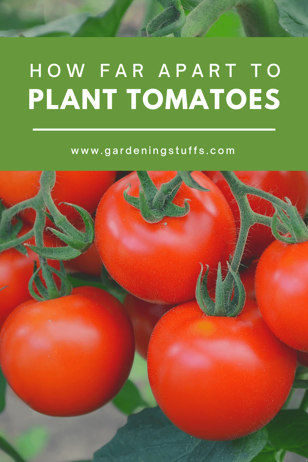 Growing tomatoes is both simple and rewarding but, if you plan on planting more than one plant, the question of proper spacing may have crossed your mind. read on to find out how far apart you should be planting your particular tomatoes.