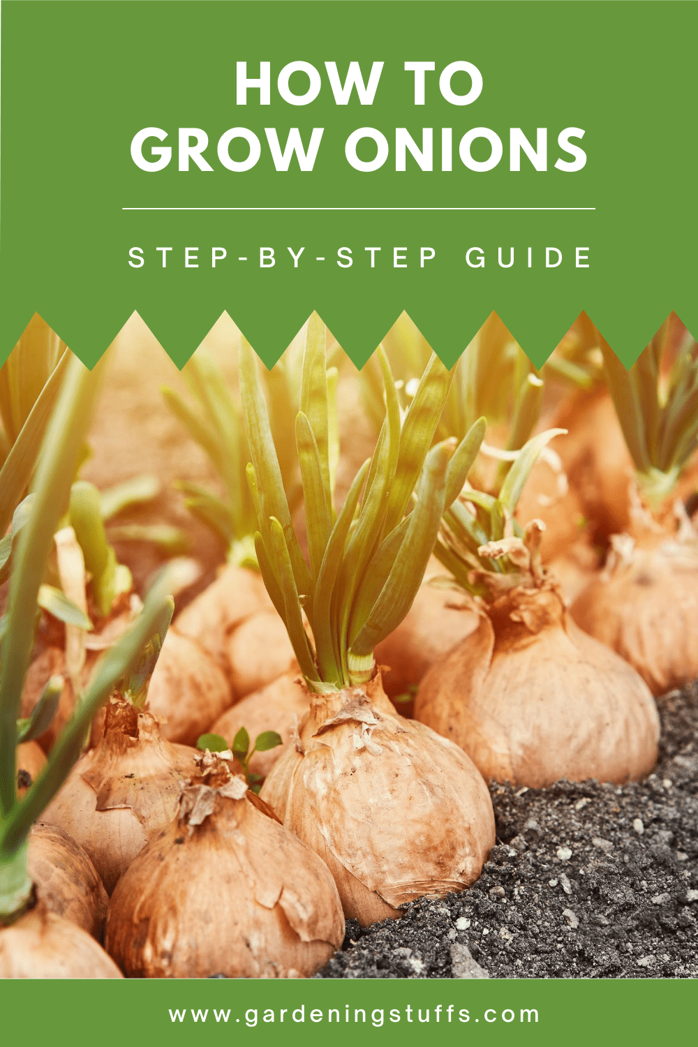 If you’ve ever considered starting your own vegetable garden, chances are onions were one of the first crops you considered. But it can be difficult knowing where to start. Read this guide if you want to learn how to grow, care for, and harvest onions.