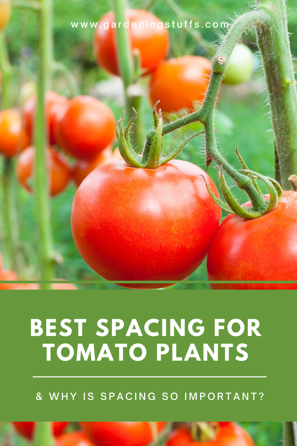 Growing tomatoes is simple but, if you plan on planting more than one plant, the question of proper spacing may have crossed your mind. Read on to find out how far apart you should be planting your particular tomatoes.