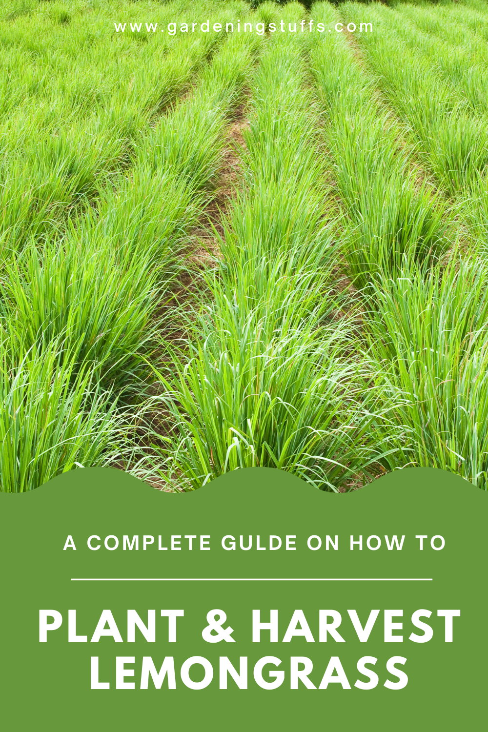 Lemongrass is a fragrant tropical grass that is widely used in Asian cooking. Read on for our handy guide on how to grow, care and harvest lemongrass. It’s very easy to grow and it will save you money on ingredients with your self-replenishing supply.