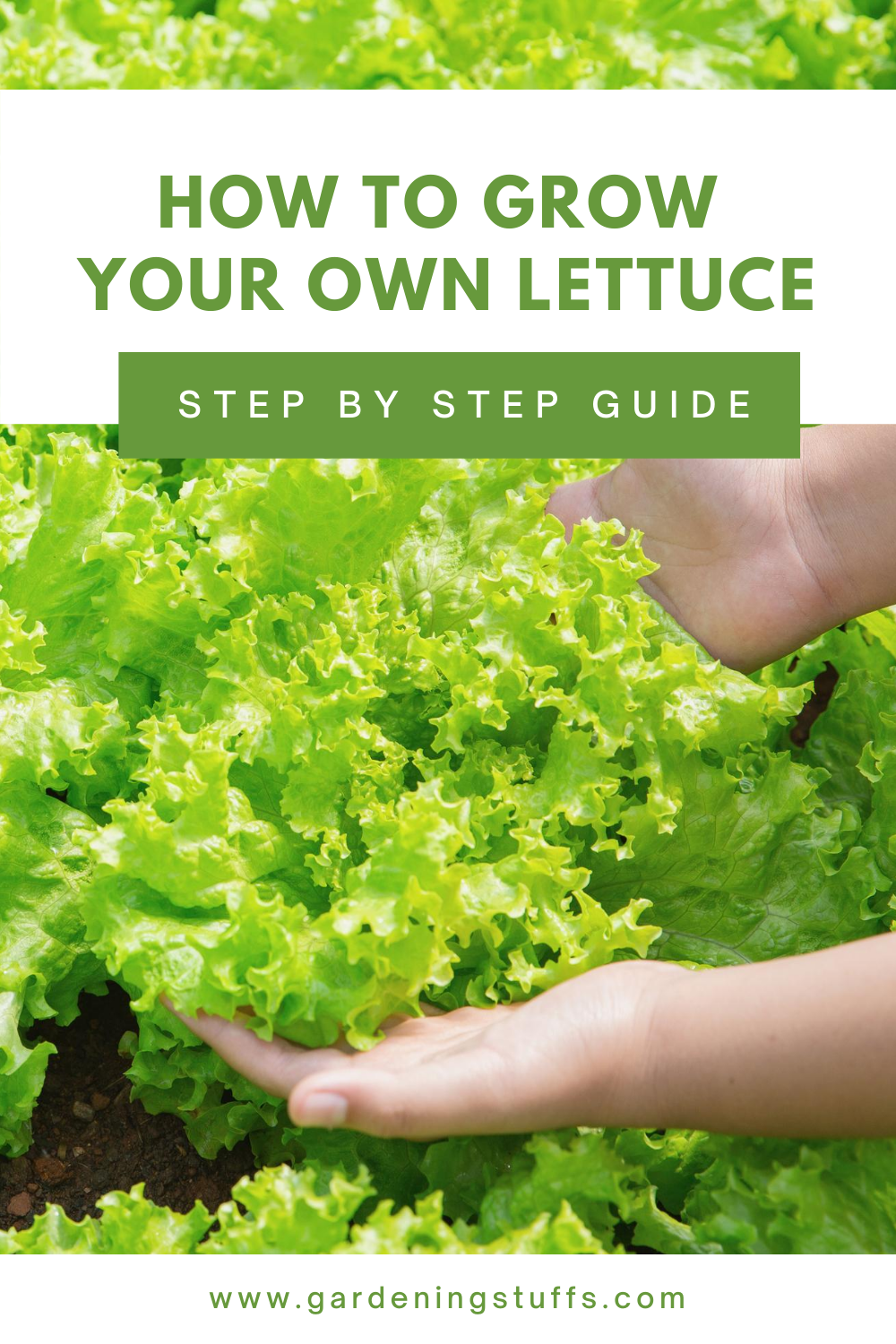 Growing Lettuce is easy and they don’t require a lot of specialized care so it’s a great starter for a vegetable garden. Read on to learn more about the different types of lettuce and how to grow them.
