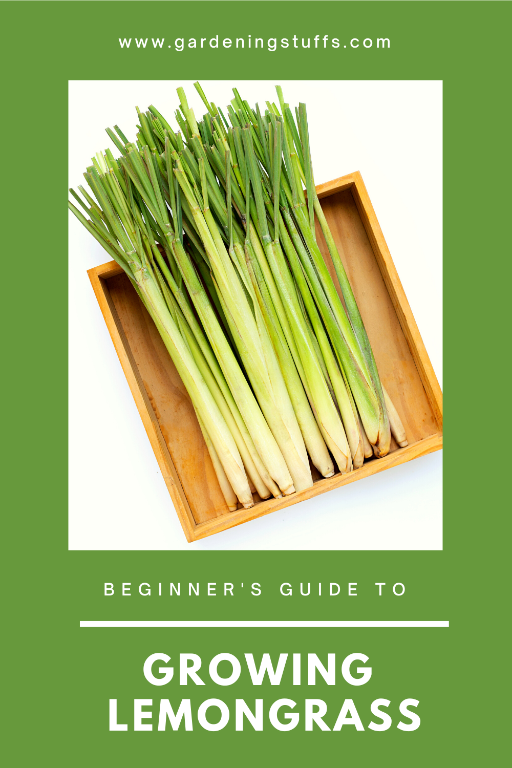 Lemongrass is a fragrant tropical grass that is widely used in Asian cooking and it’s easy to grow for yourself. Read on for our handy guide on how to grow lemongrass.
