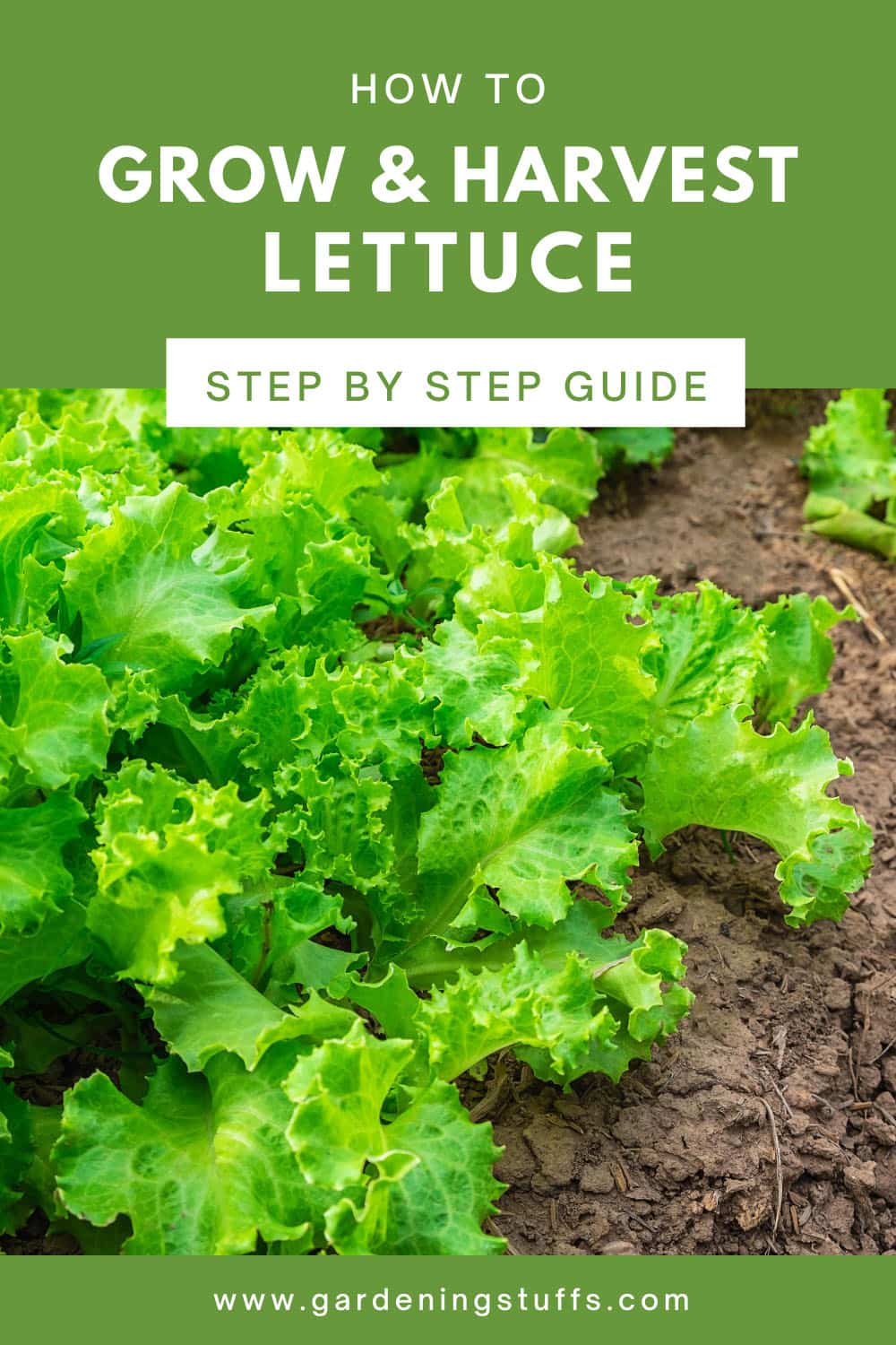 If you’ve ever considered growing your own lettuce to liven up your salads, you may have found it daunting given all the different types. Luckily, all types of lettuce are fairly easy to grow and make a great starter for a vegetable garden. Read on to learn more about the different types of lettuce and how to grow them.