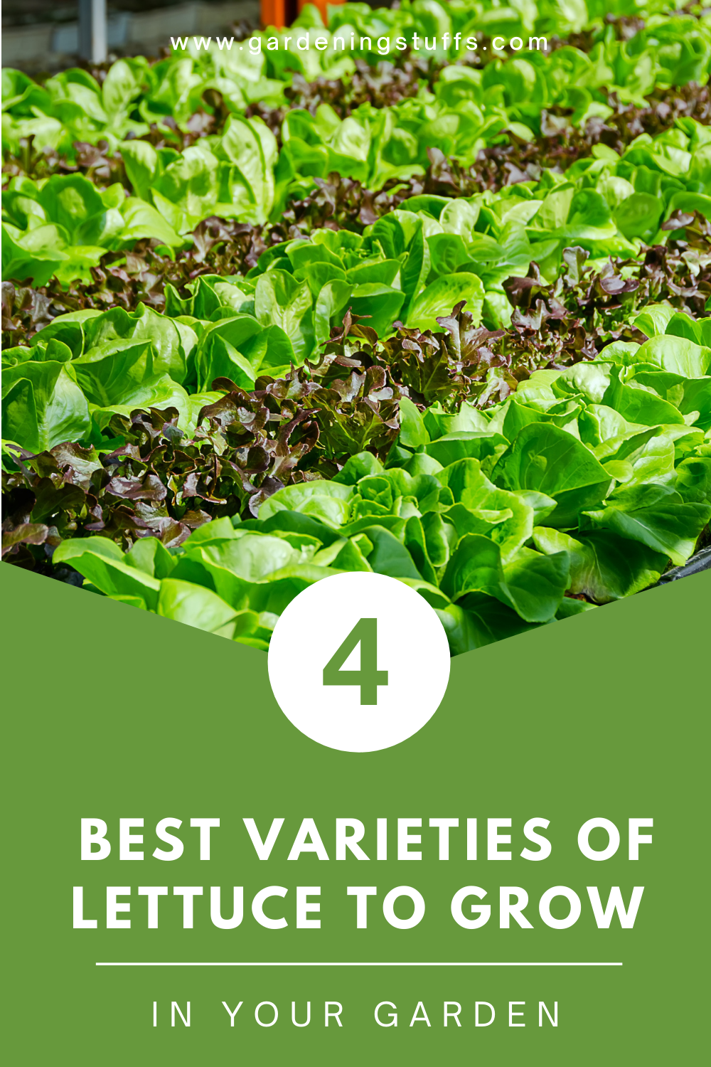 If you’ve ever considered growing your own lettuce to liven up your wraps or salads, you may have found it daunting given all the different types. Luckily, all types of lettuce are easy to grow and make a great starter for a vegetable garden. Read on to learn more about the different types of lettuce and how to grow them.
