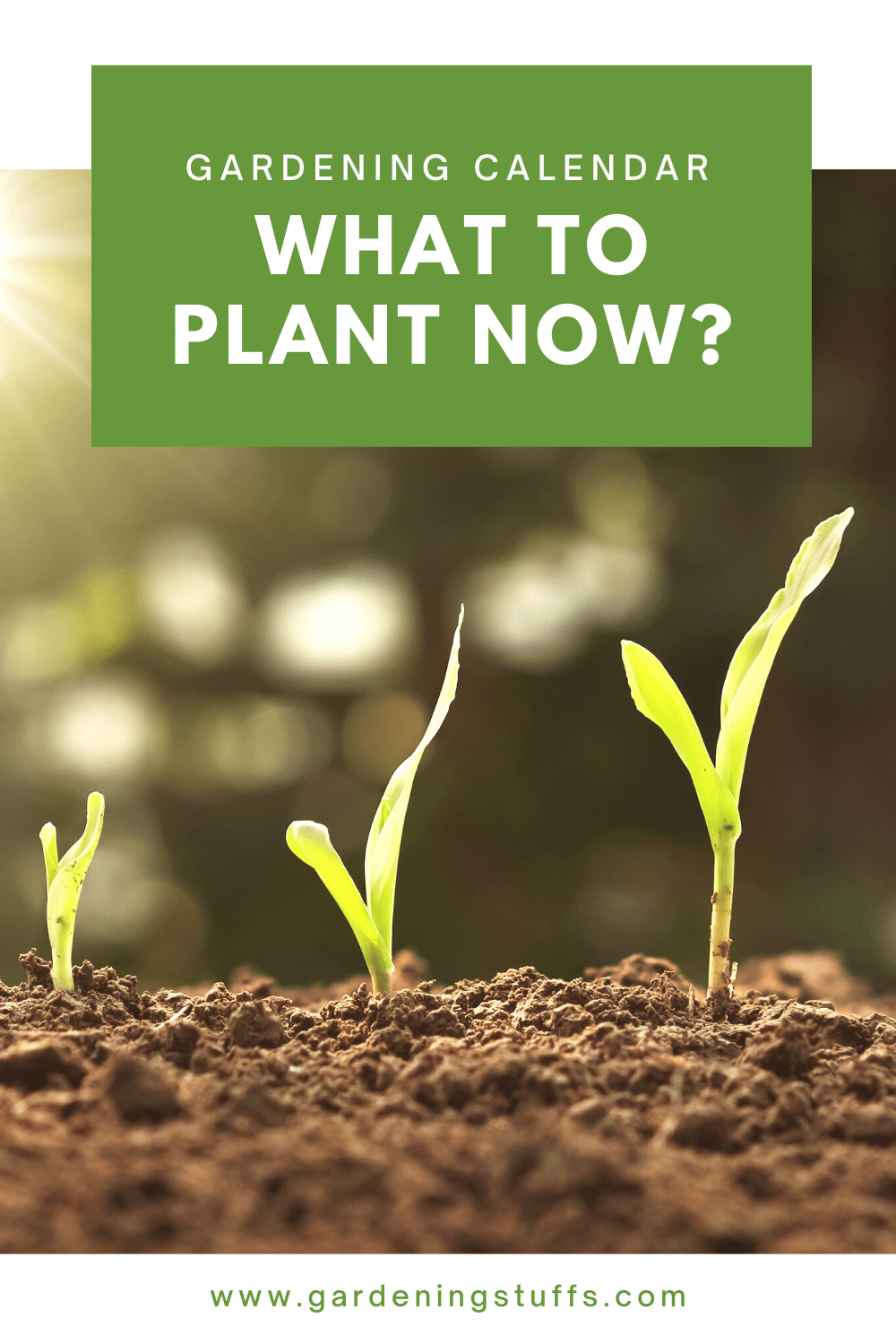 Did you know that plants flourish best if planted according to their growing season? If you’re quite unsure about the kinds of plants you want to thrive in your garden, the following guide can help. This guide will tell which what you can plant during every month of the year.