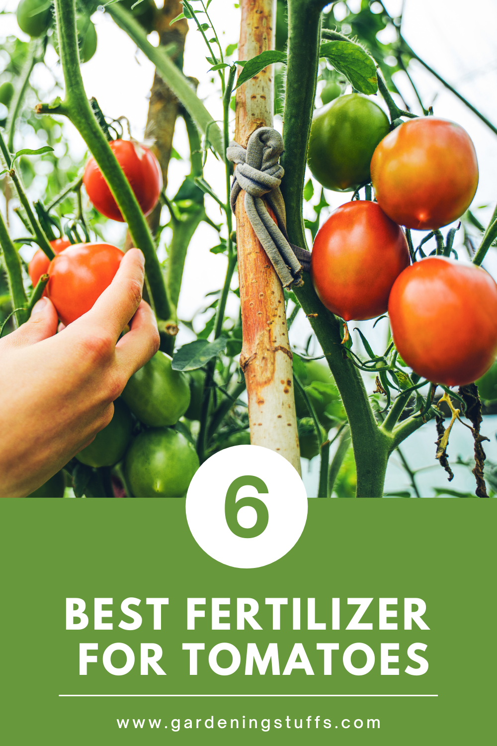 Have you ever tried growing tomato plants but struggled to get them to produce tomatoes of a good size and quality? Read on and discover the best fertilizers for tomatoes, along with tips on what to look out for.