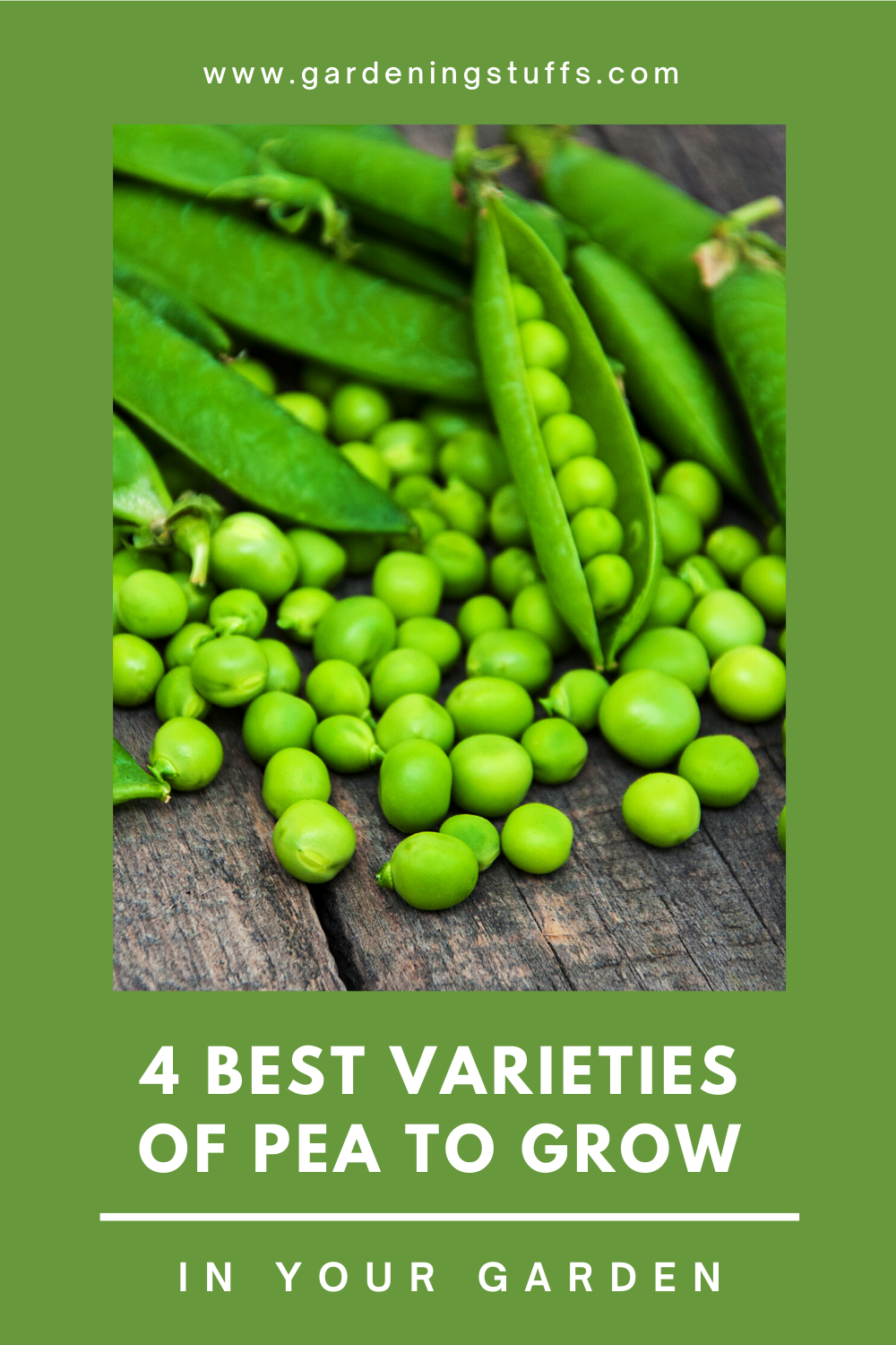 For the beginners who want to grow fresh peas to produce your own supply of salads or soups. There are a number of different options if you plan to start growing peas in your garden. Read on to know the best varieties of peas that are good for beginners due to their ease of care.