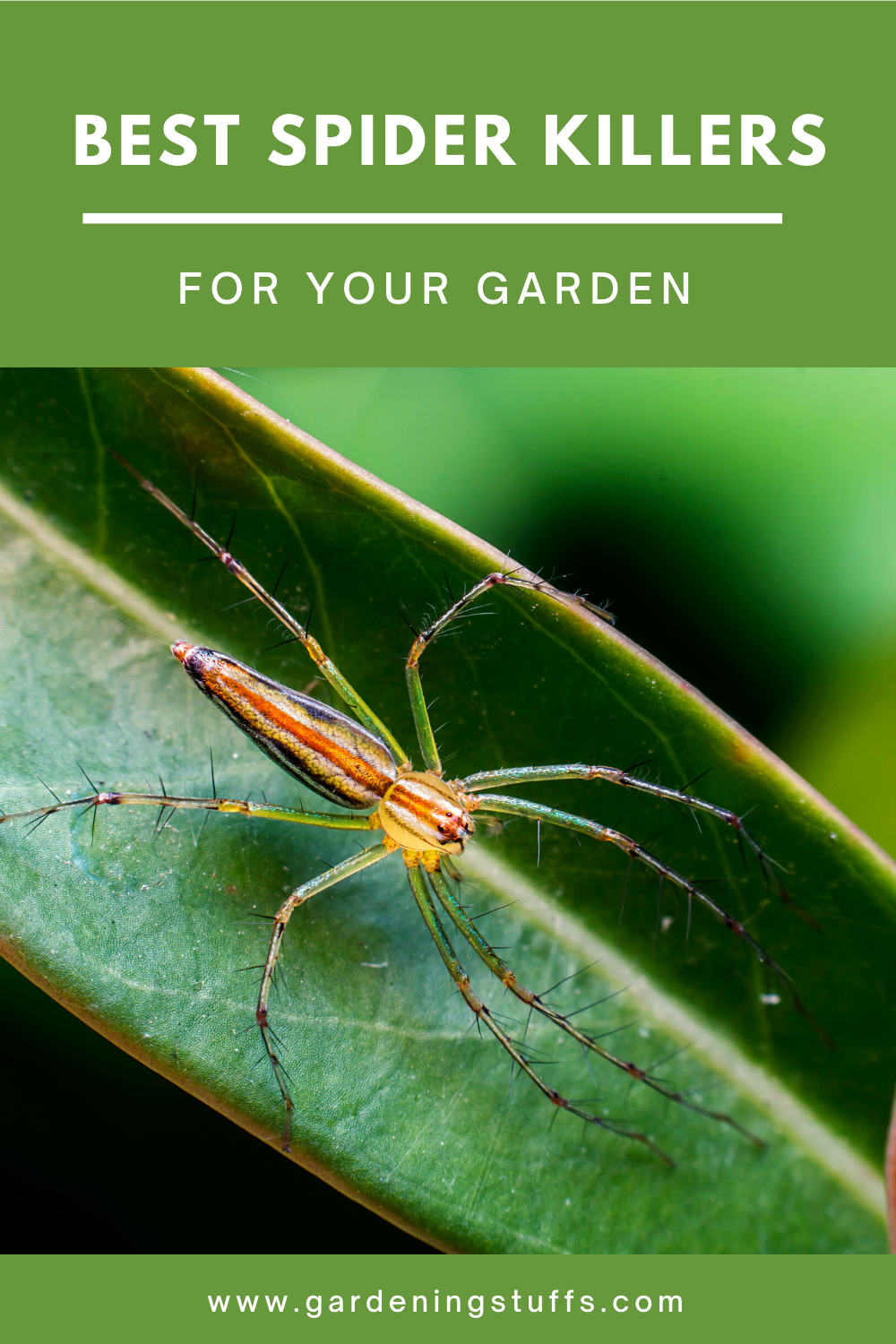 As we all know, spiders can be a major pest and many more of us shudder at the sight of a spider, making them one of the most feared insects on the planet. Thankfully, there are more options than ever to help you get rid of spiders in your home and garden. Check out this article, I’ll be going over a range of ways you can kill these pesky insects and keep your family safe from venomous spiders.