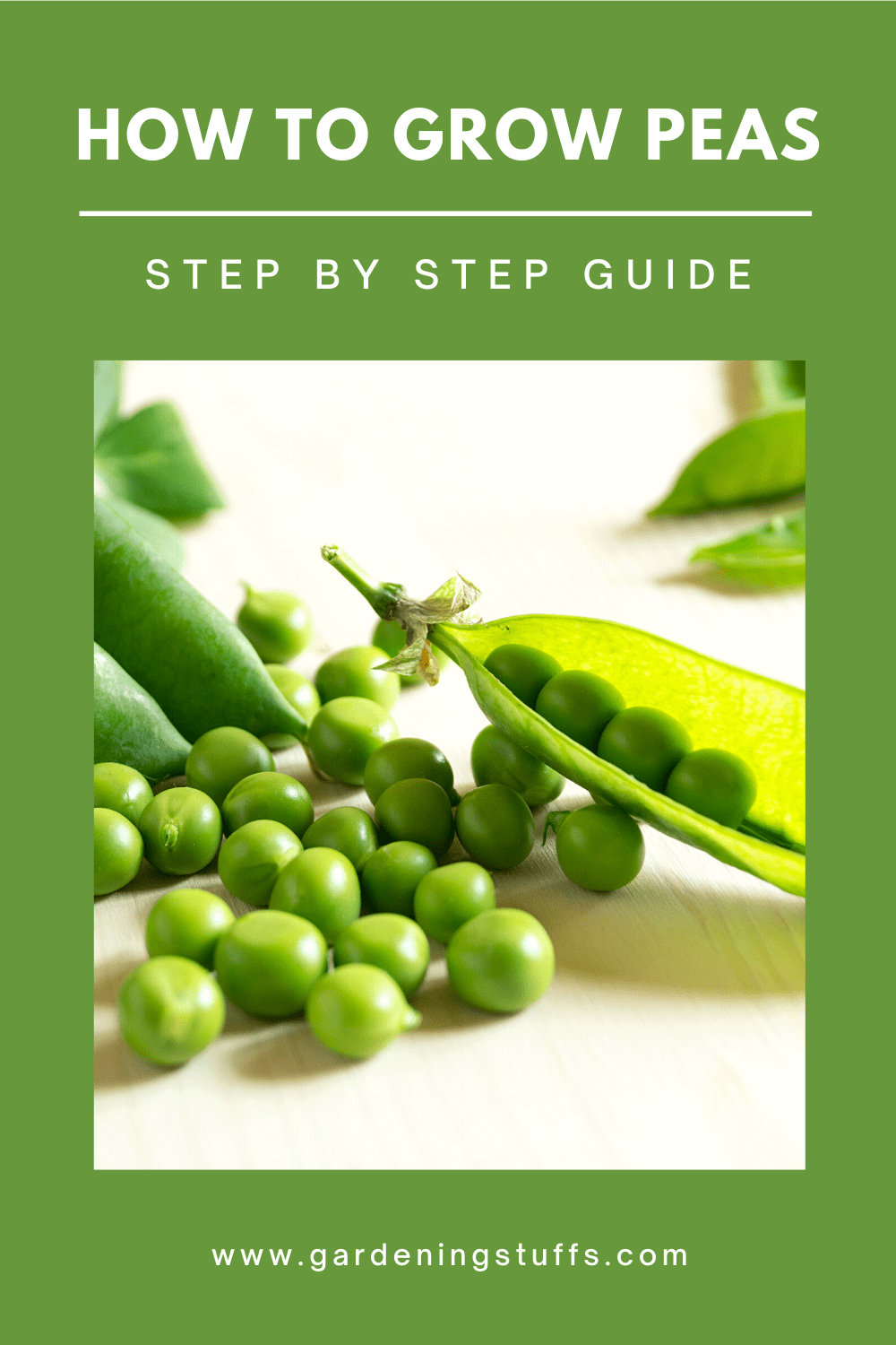 This step by step guide on how to grow peas walks you through the process, making it easy for you to learn how to plant, care for, and harvest your peas.