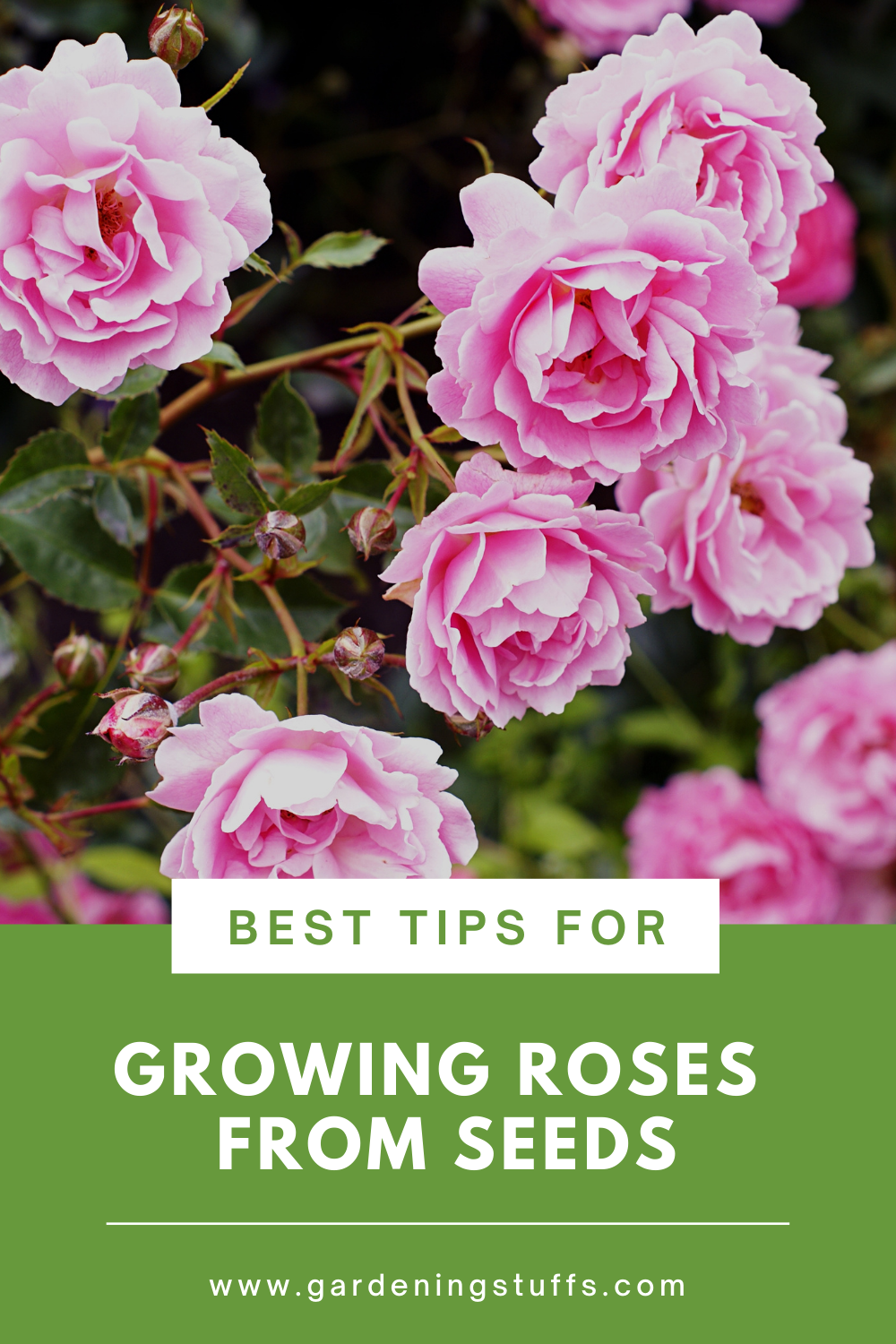 Roses are known as ornamental plants that are grown in the garden or indoors. They can also be used to make perfumes for their sweet fragrance. Alternatively, they are used as landscape plants. Check out our tips on how to grow roses from seeds. 