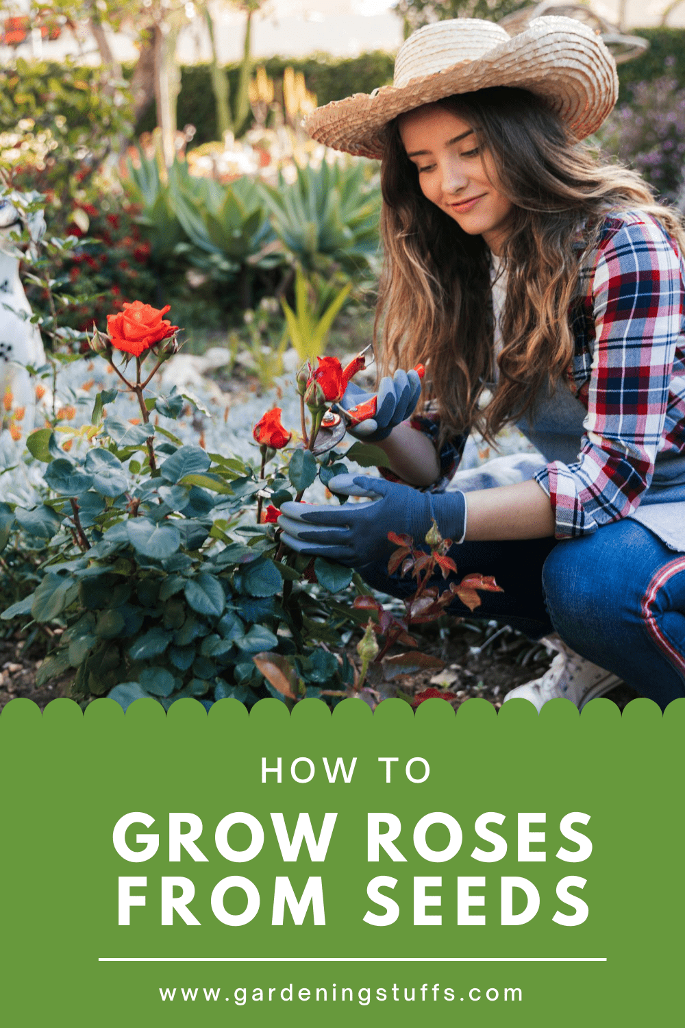 This is a step-by-step guide that'll walk you through the process of planting and growing healthy beautiful roses from seeds.