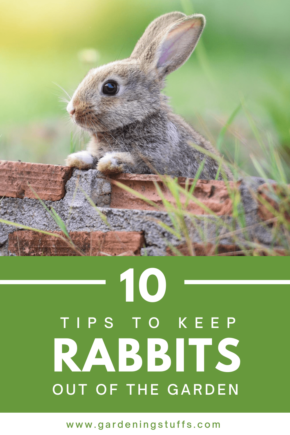 Rabbits are troublesome! The fast fluffy-tailed herbivores love munching on nearly everything on the soil. In this guide, we'll share ten easy tips to help keep rabbits out of your vegetable gardening.