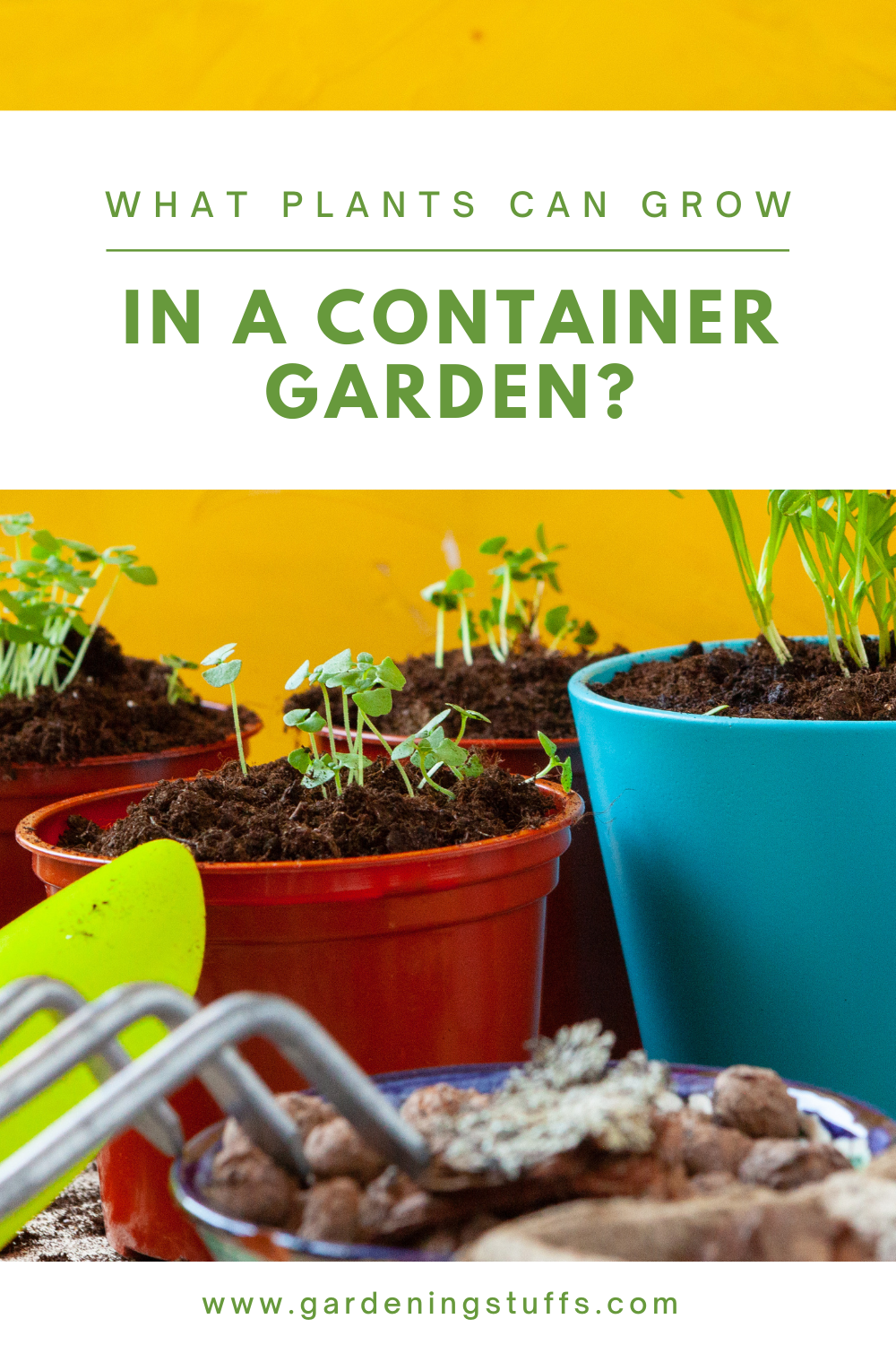 Find out what plants can survive and thrive while grown in containers. These plants may be flowers, herbs, and vegetables, among others. 