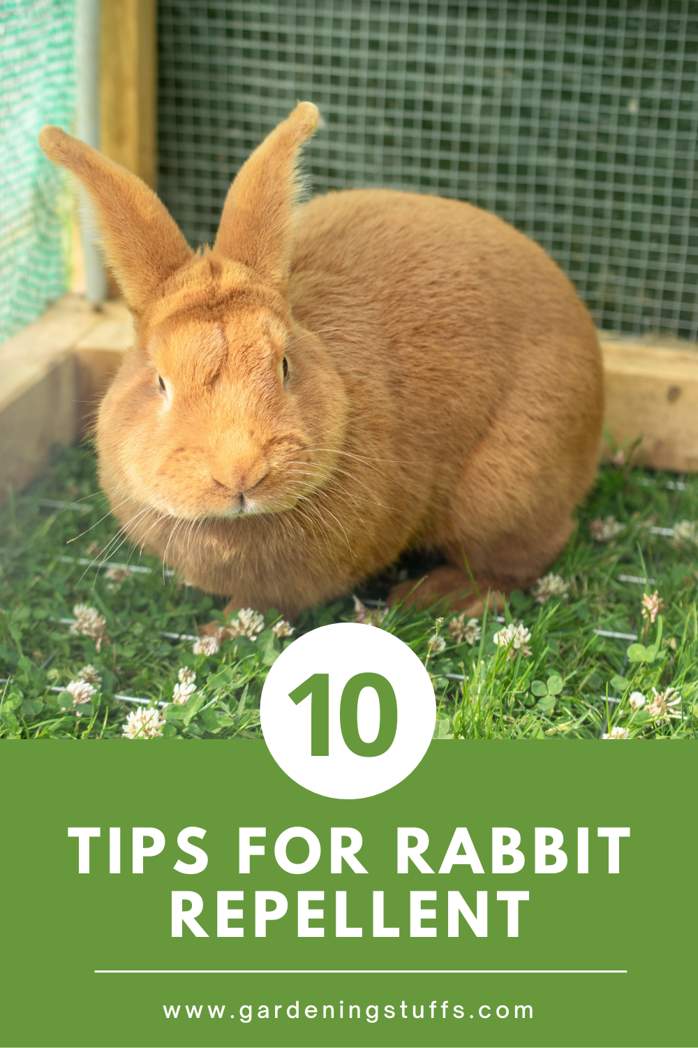 Rabbits can be cruel enough to wipe off the plants in the garden overnight. Do not allow your hard work to end up in the belly of undeserving creatures. Read on for proper and considerate ways to bar rabbits from your garden.