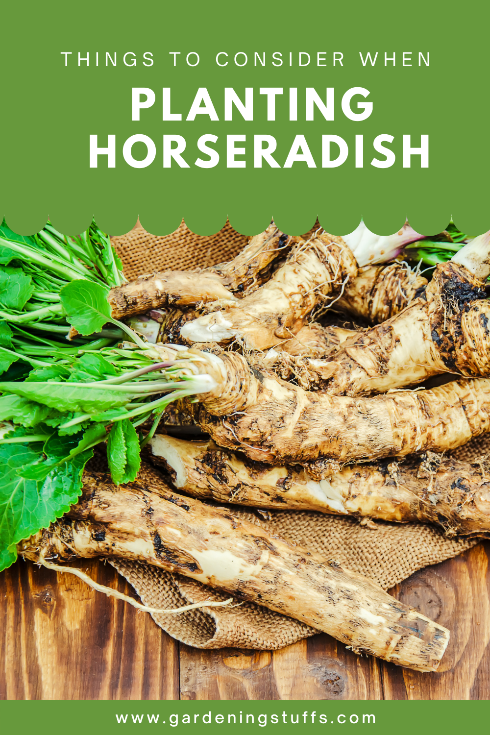 For horseradish sauce lovers. If you want to grow your own horseradish. There are things you need to look out for when planting horseradish. 