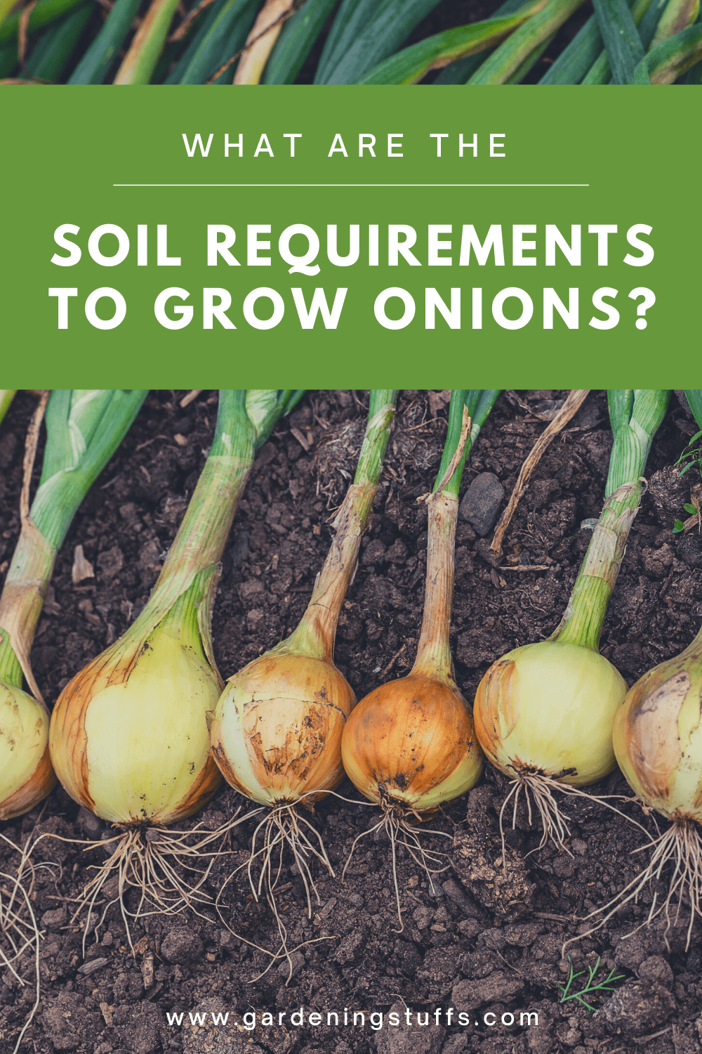 If you want your onions to grow healthy and tasty. Check out this guide, we’ll explain how to plant onions and what soil requirements that onions need. 