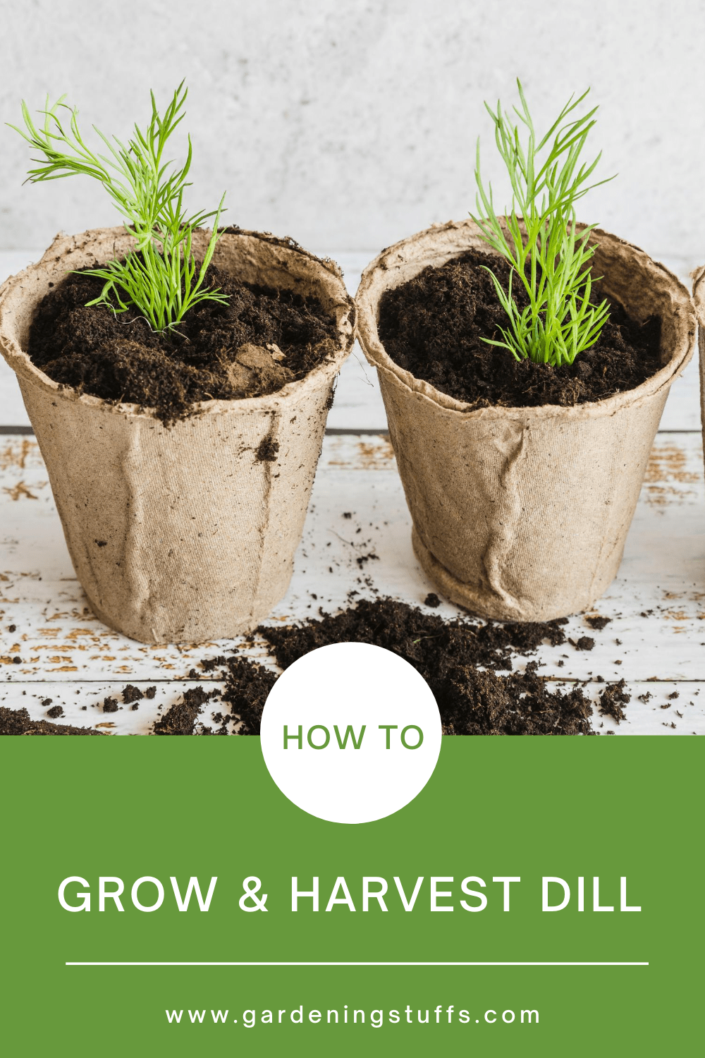 The leaves of dill are herbs while it’s little dry seeds spices up recipes in the kitchen. Trapping the most robust aroma in the dill demands that you have it in your garden. In this guide, we'll teach how to plant, grow, care for, and harvest dill in your own home/garden.