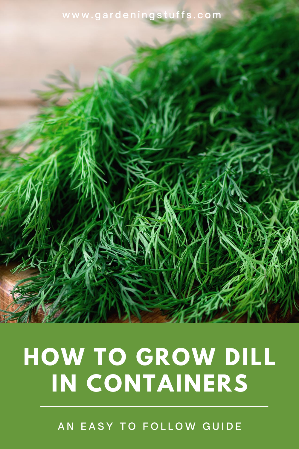 Growing dill in containers is easy. You can do both indoors or outdoors, as long as there’s sufficient sunlight. Learn more about how to plant, grow, care for, and harvest dill in your garden so you can enjoy your favourite dip sauce or other dishes.