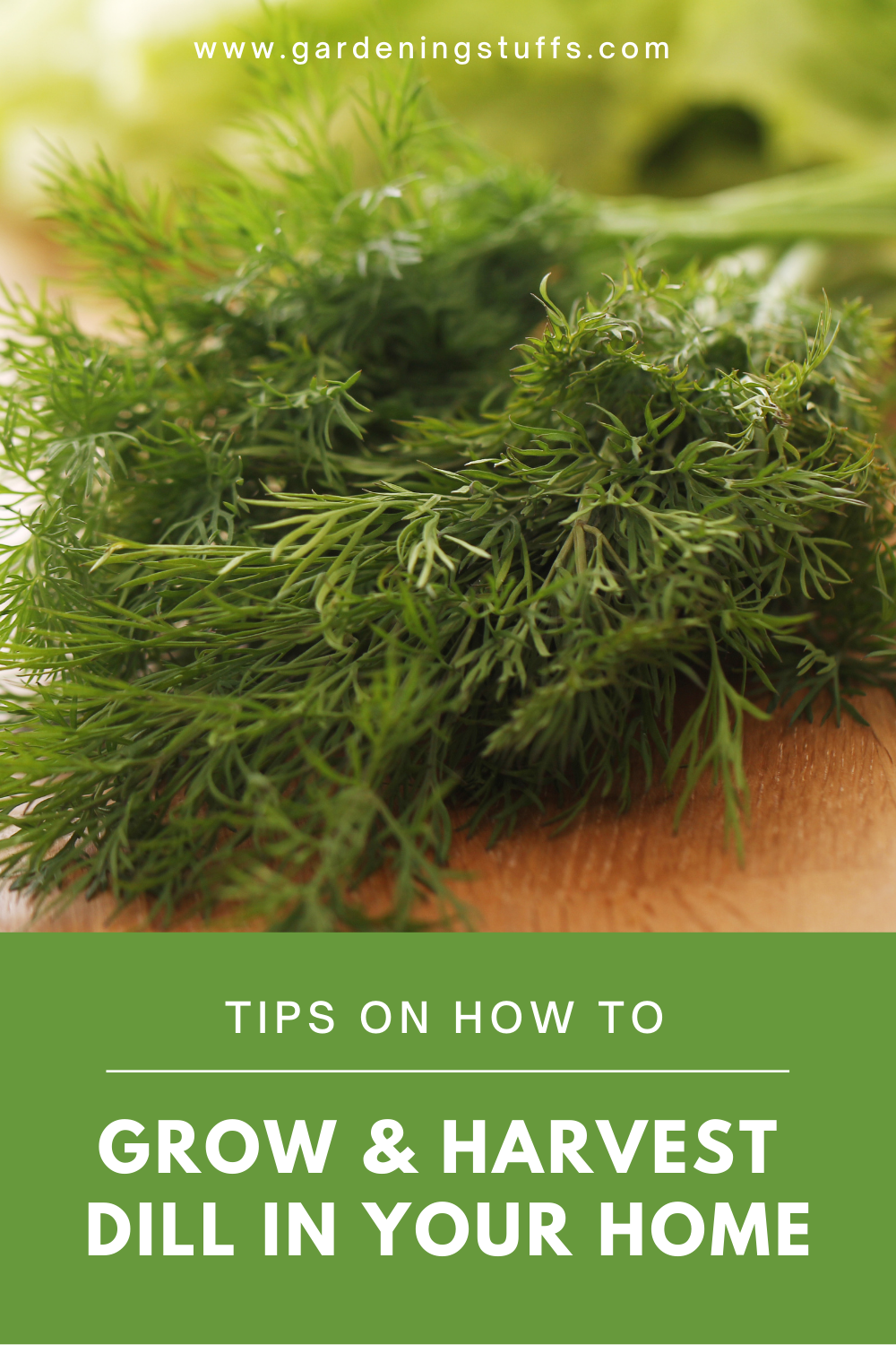 To make a dill dip sauce, the best way to use your fresh dill is right from your garden. This herb is super easy to grow even for people who don't think they have green thumbs. Find out how to grow and harvest dill so you can now explore your cooking skills anytime and save money since you brought the grocery store to your house.