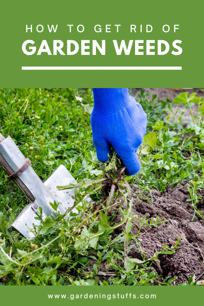 For the unwanted weeds, there are ways to curb their growth and spread. Find out the best tips for effective weed control in your vegetable garden and things you need to know about garden weeds. Learn more about gardening tips @ #GardeningStuffs