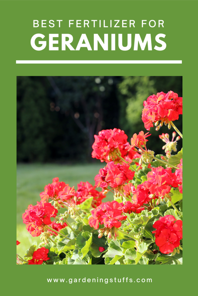Geraniums are not only easy to grow, but they produce colorfully, and they emit a lovely scent. They grow well in pots but can also be planted in a garden. Geraniums growing in fertile soils require low fertilization requirements. Check out the best fertilizer for Geraniums to keep your flowers blooming all summer long. Learn more about gardening tips @ #GardeningStuffs
