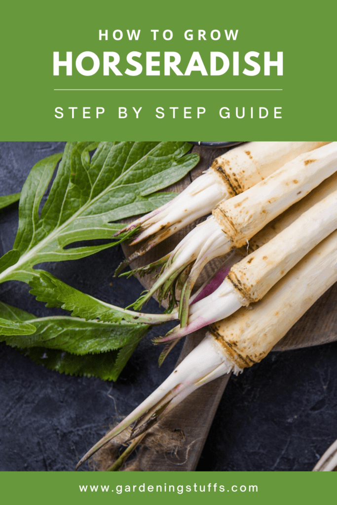Horseradish is mainly used as a spice all over the world and is a condiment to season food such as the dip sauce on your prime rib dish. It is further a root vegetable and mostly grown in cold climates. Learn how to grow Horseradish with our simple step-by-step guide. Learn more about gardening tips @ #GardeningStuffs