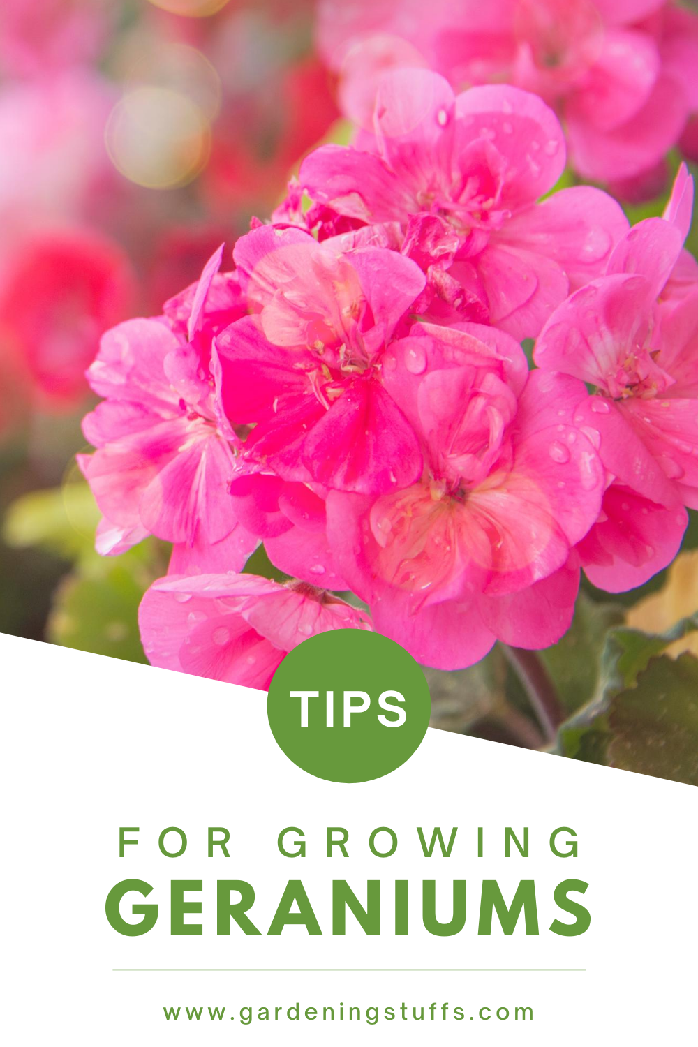 Taking Care Of Geranium Flowers is easy but they still need the right care and fertilization. Check out these tips to keep your geraniums blooming in your garden. 
