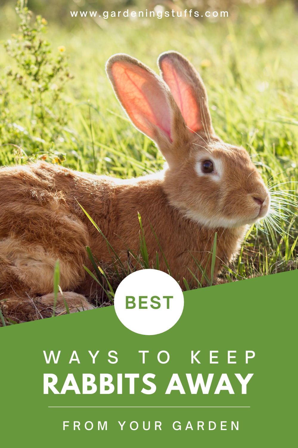 If you do not wish much destruction on your crops, look out for the ways to keep rabbits out of your garden.