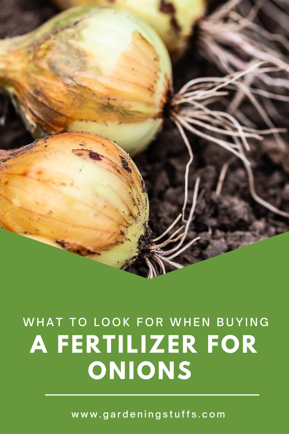 Check out our article on how to plant onions and things to look out for when looking for the best fertilizer for onions. Getting to know the requirements for the growth of onions is further essential. 
