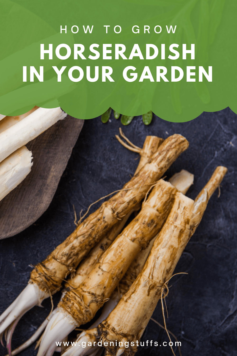 In this guide, we'll walk you through how to grow your own horseradish in your garden in 9 easy steps so you can create your own delicious Horseradish sauce.